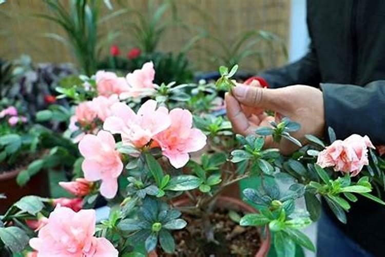 杜鹃花怎么施肥