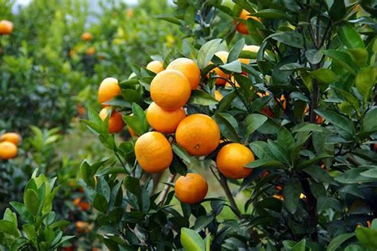 茂谷柑还有1个月就开春就发芽了,抹掉开春还会开花结果吗？