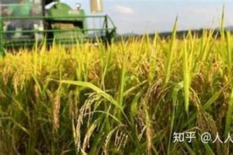 杨梅不结果是什么原因？杨梅怎么施肥产量高？