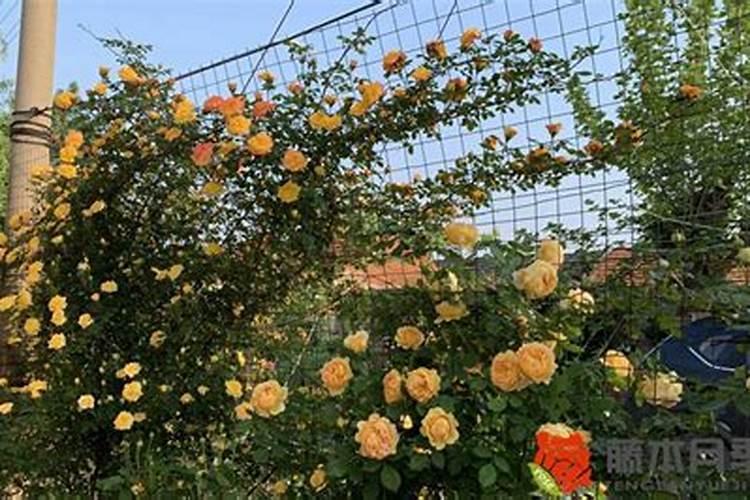 爬藤月季多久施一次肥