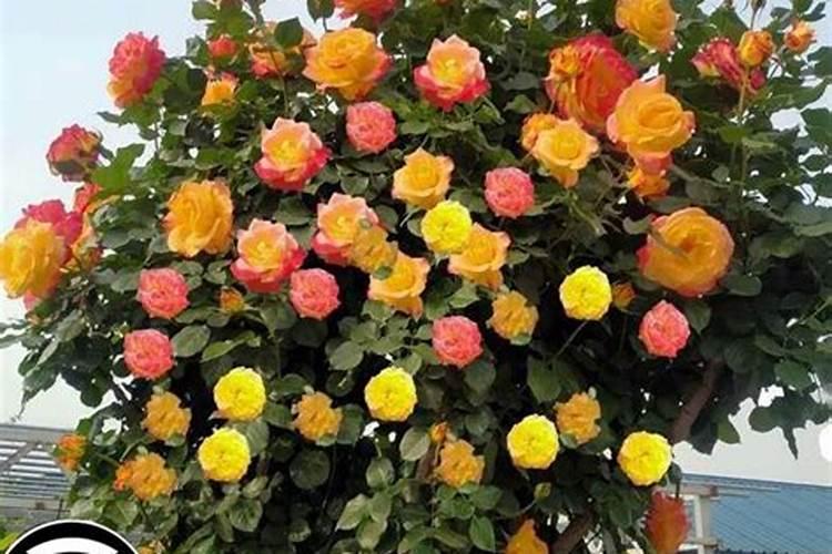 爬藤月季多久施一次肥