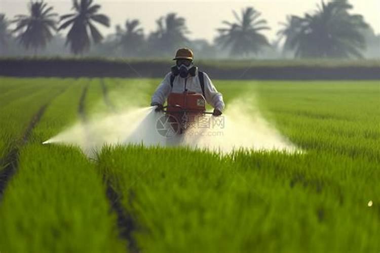 螺旋藻片有哪些功效作用？