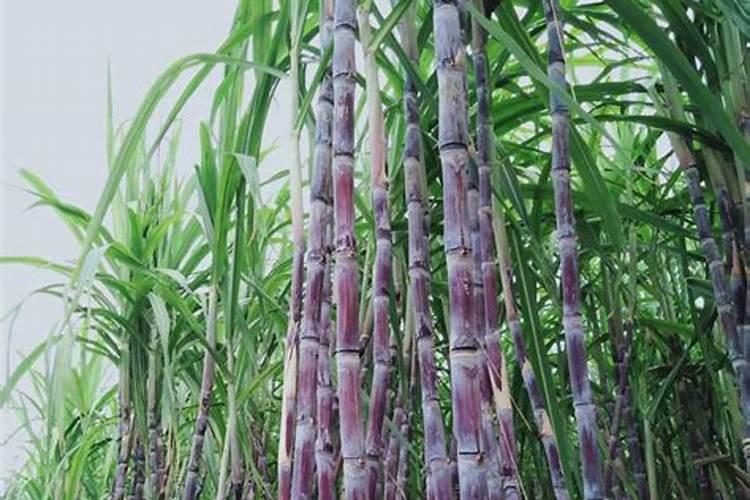 雨天施肥还是晴天施肥