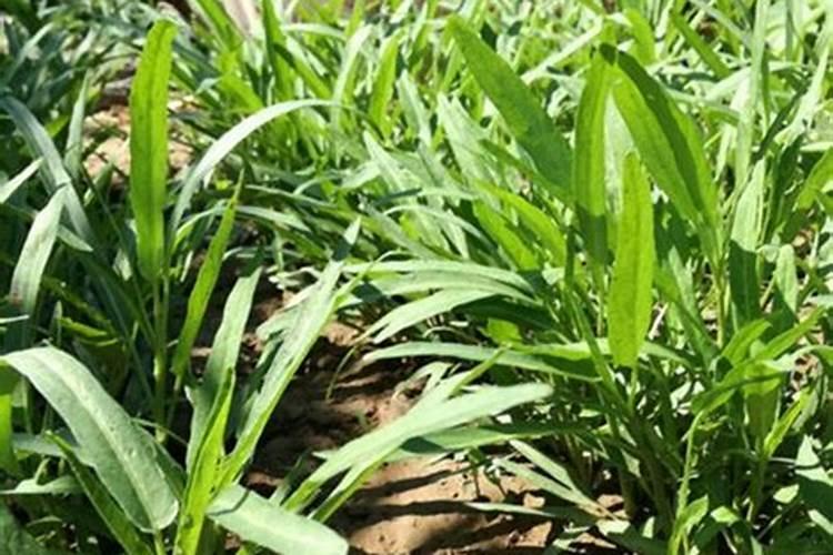 空心菜多久施一次肥 需要什么肥料