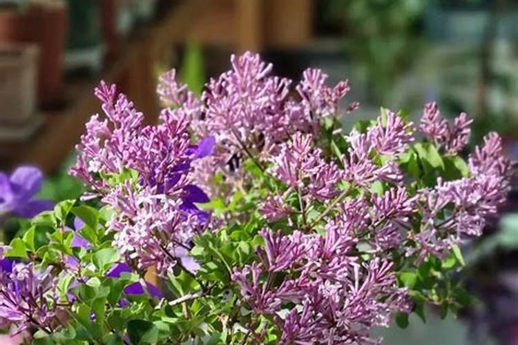 磷酸二氢钾适合哪些花使用