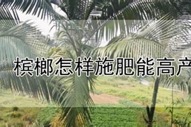 槟榔施什么肥保果 一年内结果开花多少次