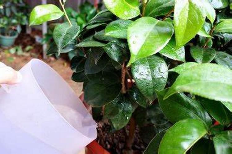 荔枝树每年施肥时间