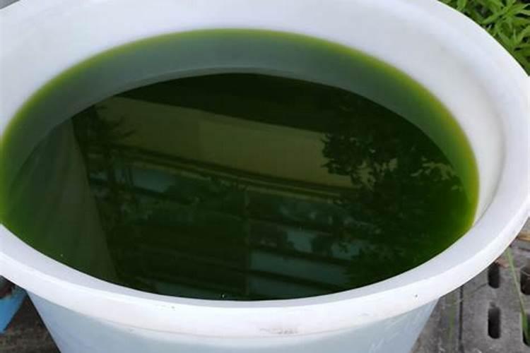 如何快速扩培藻种