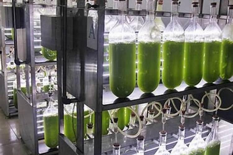 水产养殖培养小球藻要注意哪些？