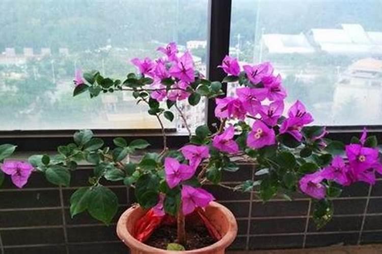 梅花用什么肥料最好