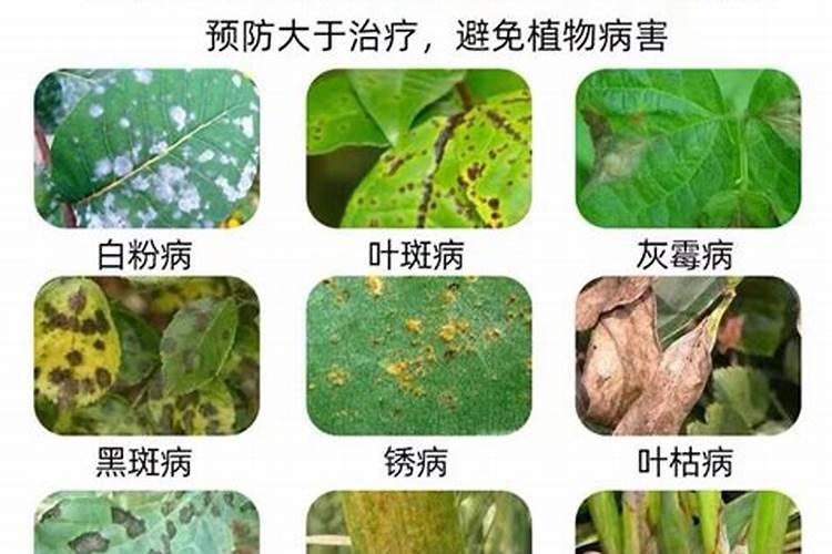 多菌灵的正确使用方法是什么