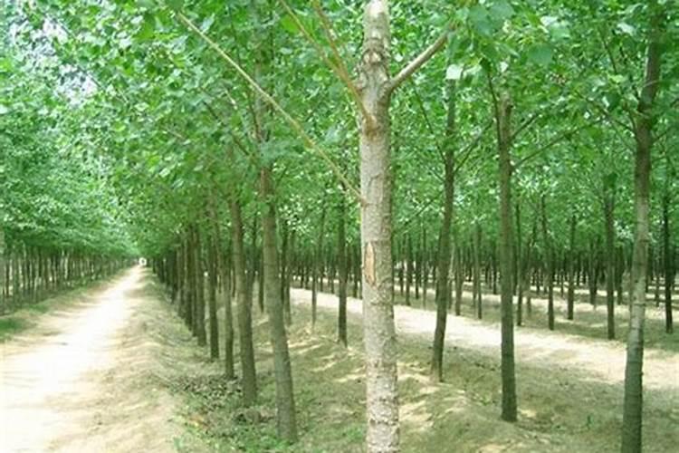 107杨树苗用什么肥料