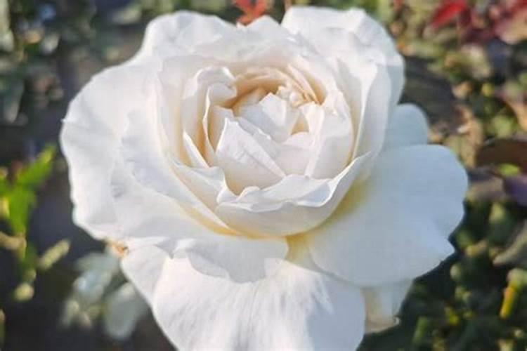 立秋后牡丹花怎样管理