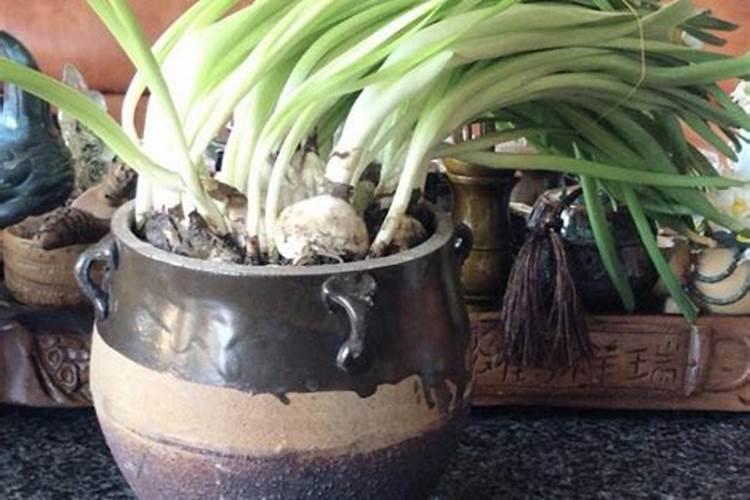 赤霉素与芸苔素哪个好