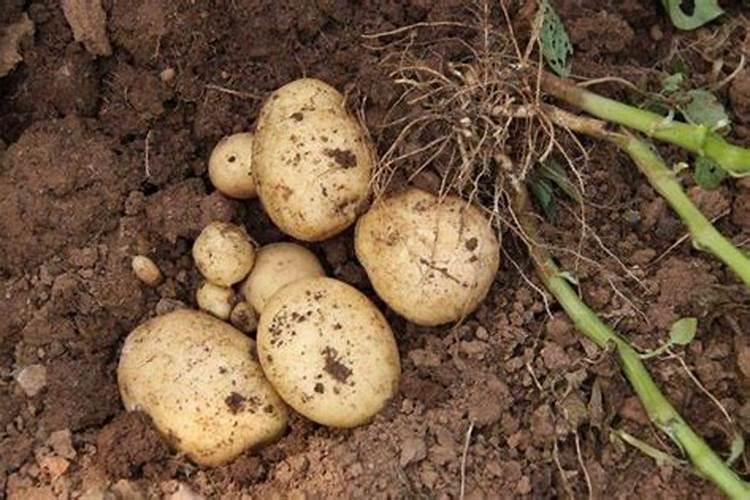 土豆用什么肥料高产