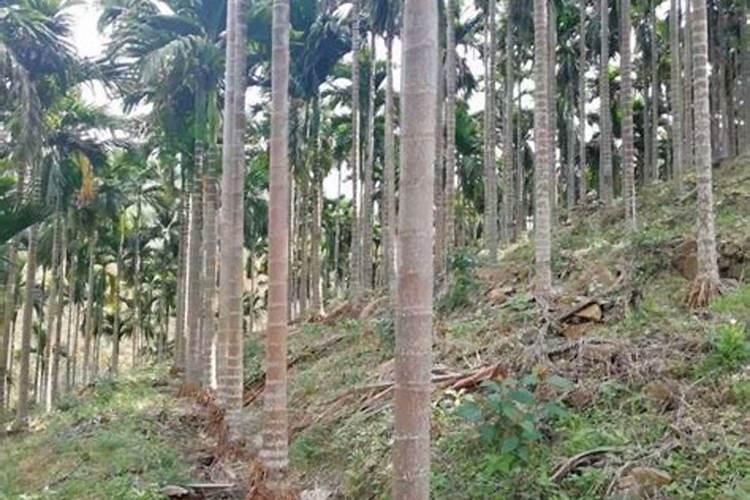 山上槟榔树施肥方法