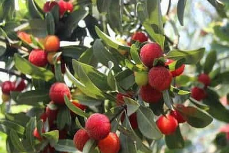 给植物施什么肥比较好？