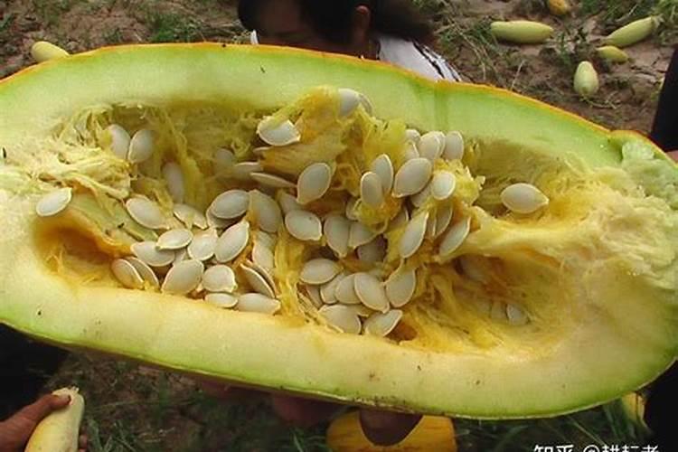 打籽西葫芦坐果期能否化控