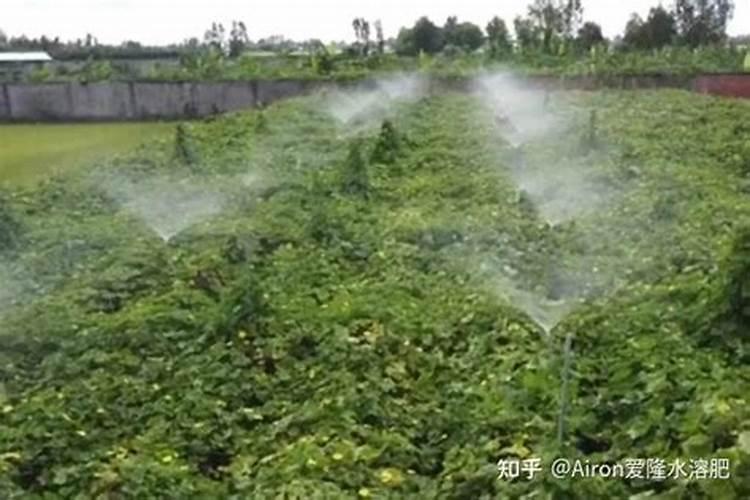 灭草松与水溶肥杀虫剂混用对水稻有影响吗？
