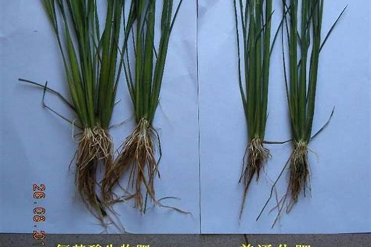 硅肥对水稻起到什么作用呢