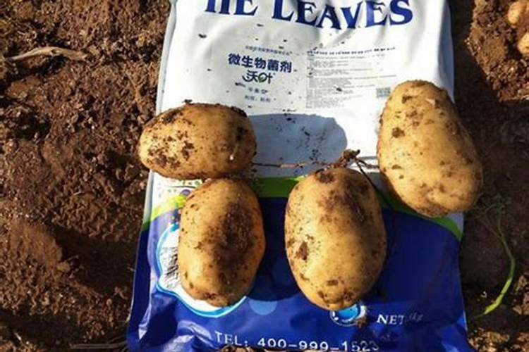土豆种植生根壮苗用什么肥料好