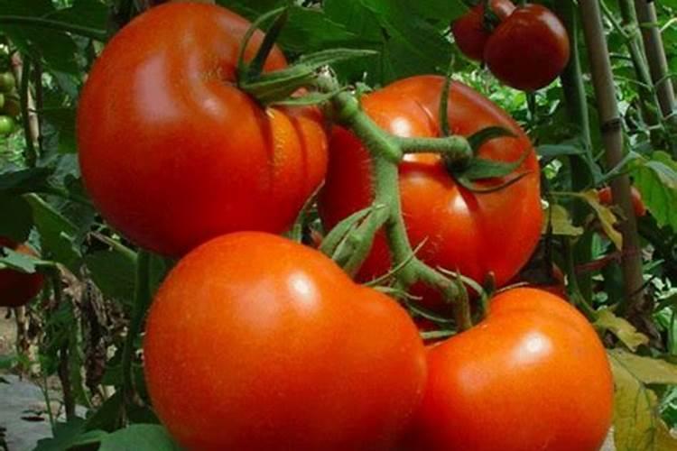 番茄打磷酸二氢钾加什么彭大