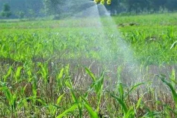 ...当追肥吗？玉米面积大,尿素追肥不能及时,什么叶面肥可以替代...