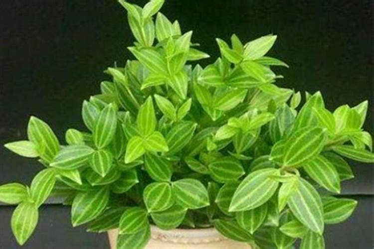 卷柏叶子卷起来了怎么办,为什么卷叶