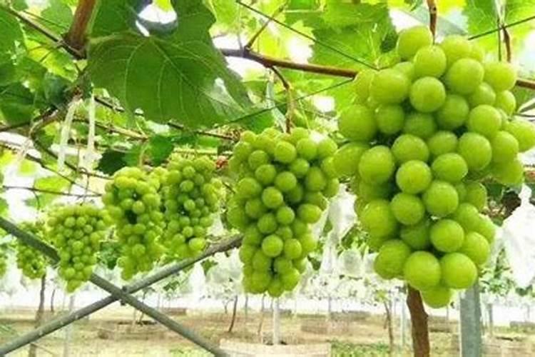 西瓜营养土肥料过多导致瓜苗不长咋办