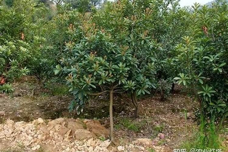 桔子树的种植方法和技术