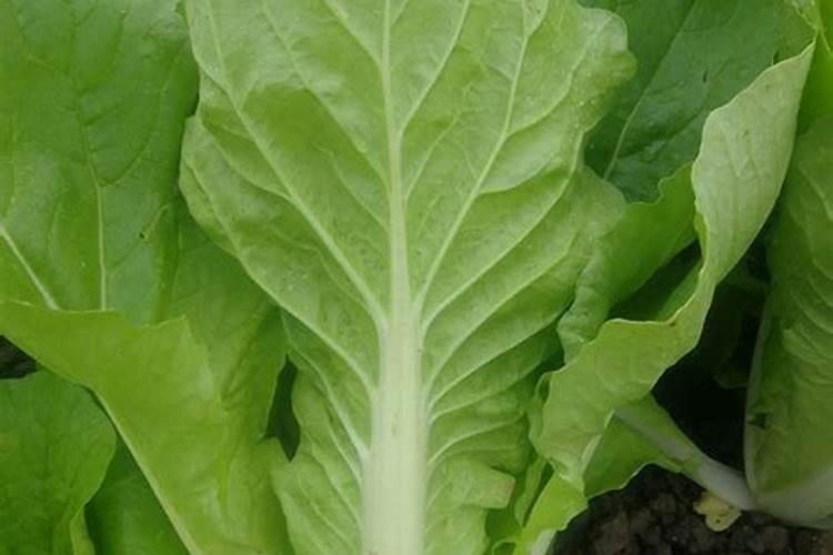 夏季樱桃树打什么叶面肥好