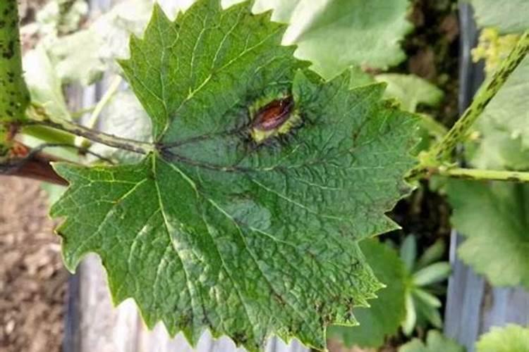 刚买的六月雪怎么养