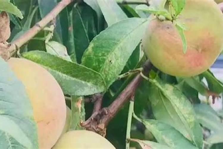 桃树膨果肥最佳时间