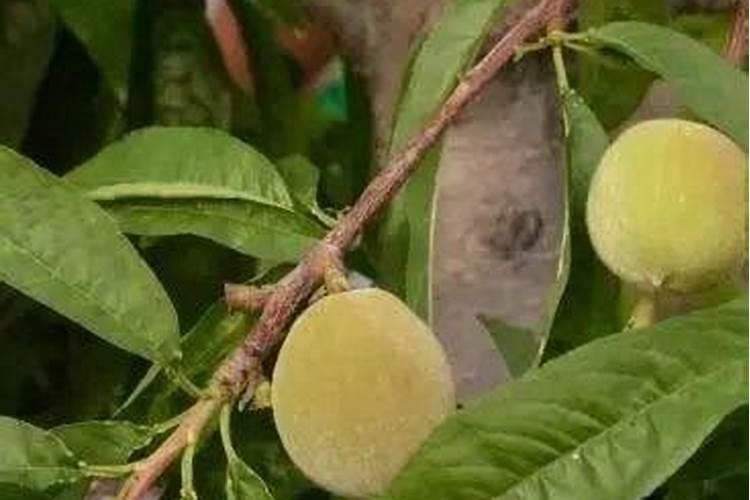 桃树施肥时间和方法