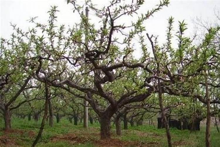 桃树快熟时候可以施肥吗