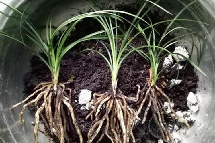 种兰花用什么土最好