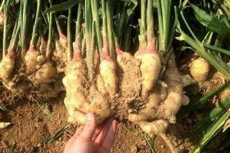 怎样栽种生姜生长的比较好？追肥用什么好