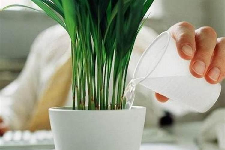 种植大棚豆角重茬问题怎么解决