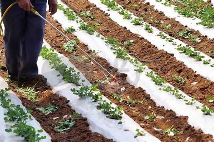 折耳根排骨绿豆一起煲汤吃了有什么好啊!