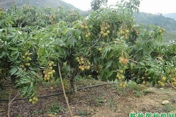 用什么叶面肥可以让荔枝熟得颜色好