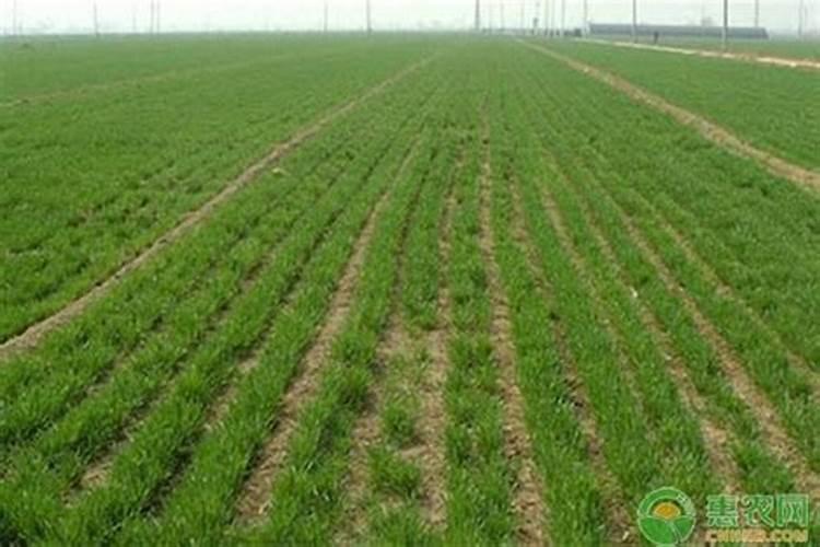 过硫酸氢钾消毒剂的正确使用方法 过硫酸氢钾消毒剂如何使用