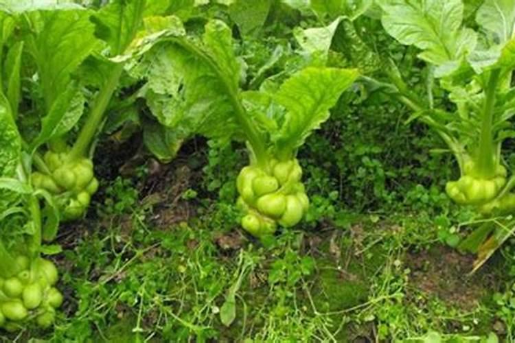 从菜市场买了一种类似鲜榨菜头,但很小,有一点叶,说是叫耳莱,查也没查...