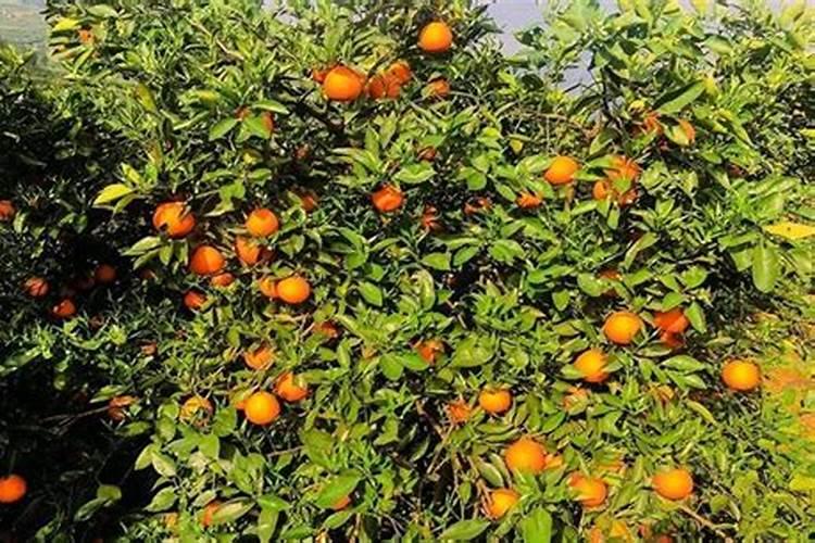 脐橙幼苗施肥时间和方法 脐橙幼苗怎么施肥