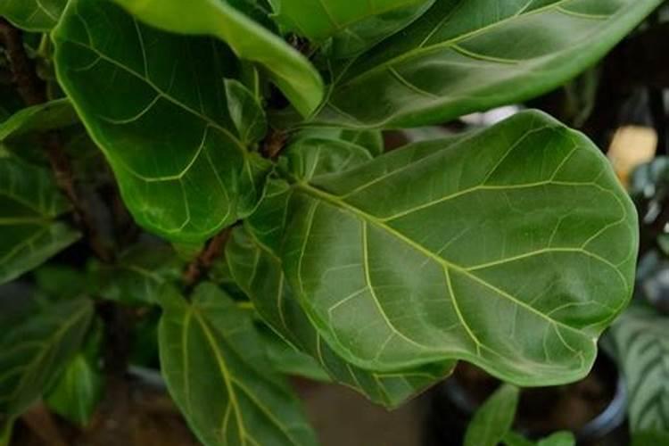 氯化铵是氮肥吗