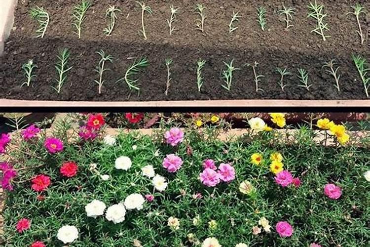 籽播太阳花幼苗什么时候施肥