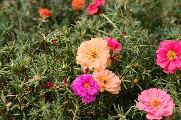 太阳花种子出的小苗可以施肥吗