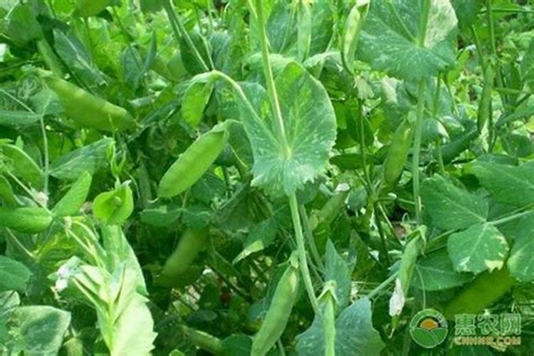 荷兰豆最忌讳的肥料