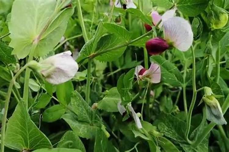 荷兰豆为什么开花不结豆