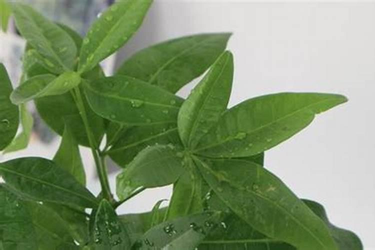 荷兰豆为什么开花不结豆