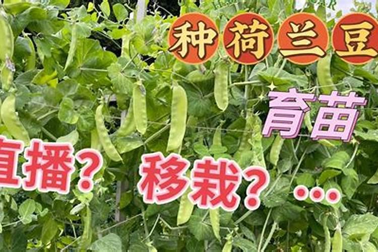 肥料是灌根好还是喷叶好
